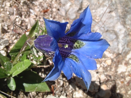 Genziana dinarica / Genziana degli Appennini